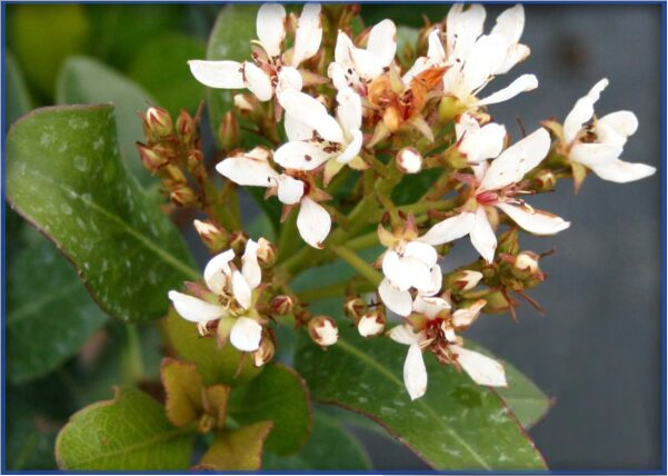 INDIAN-HAWTHORN-1.png