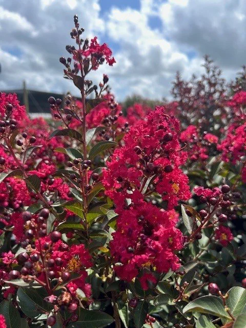 Crape_Myrtle_DOUBLE_FEATURE.jpg