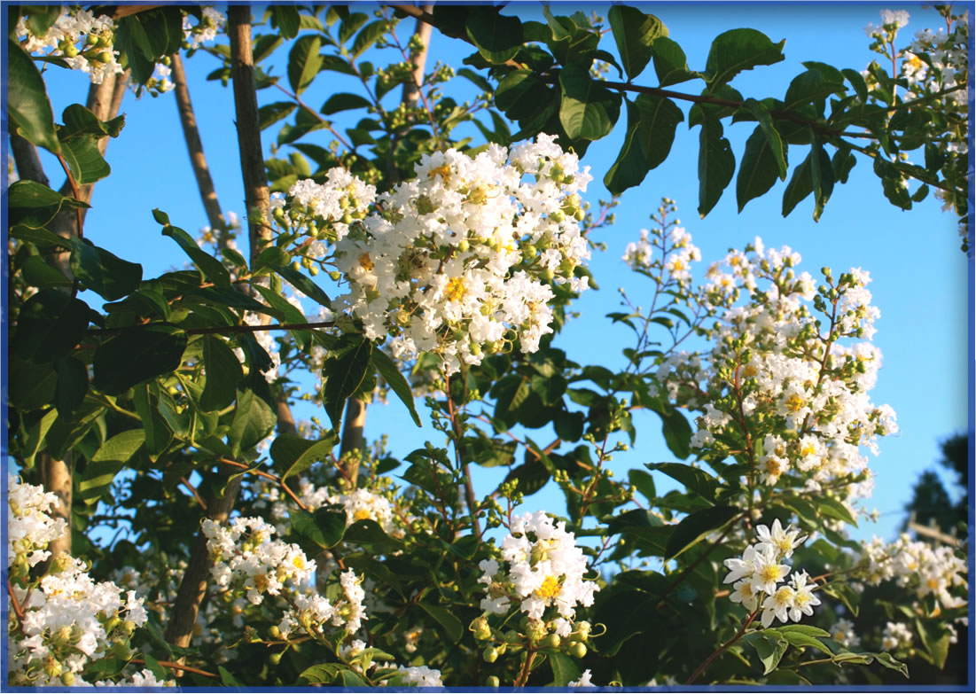 NATCHEZ-2.png,