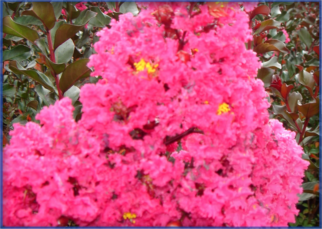 PINK-VELOUR.png