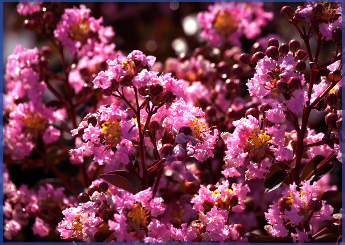 RHAPSODY-IN-PINK.png,
