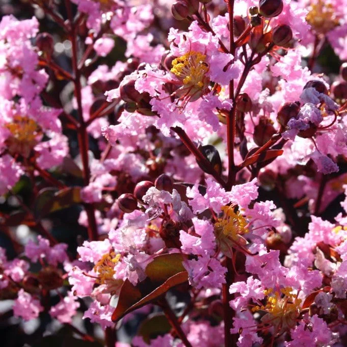 rhapsody-in-pink.jpg