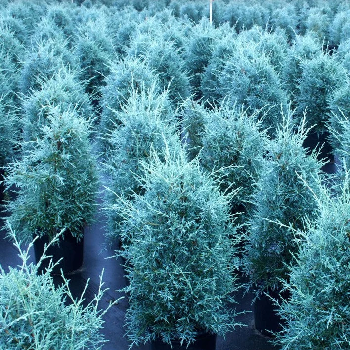 carolina-sapphire_orig.jpg,