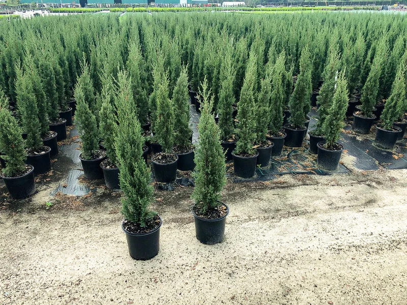 italian-cypress-3.jpg,