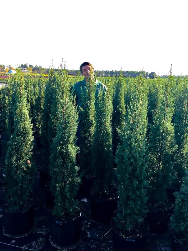 italian-cypress-1.jpg