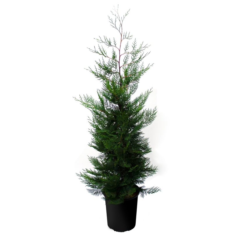 leyland-murray-cypress-in-black-pot_orig.png