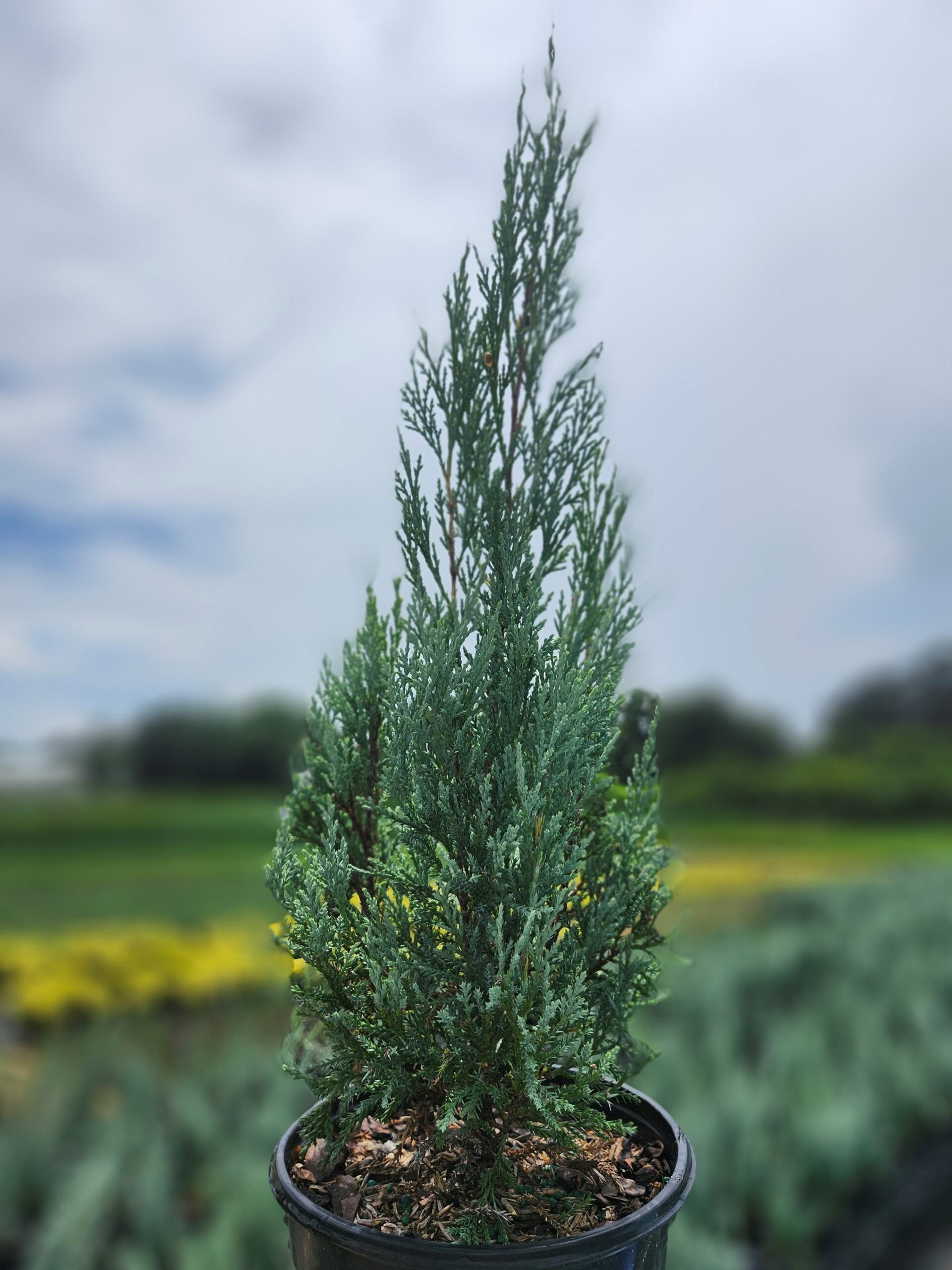 Upright_Juniper_Burki-scaled.jpg