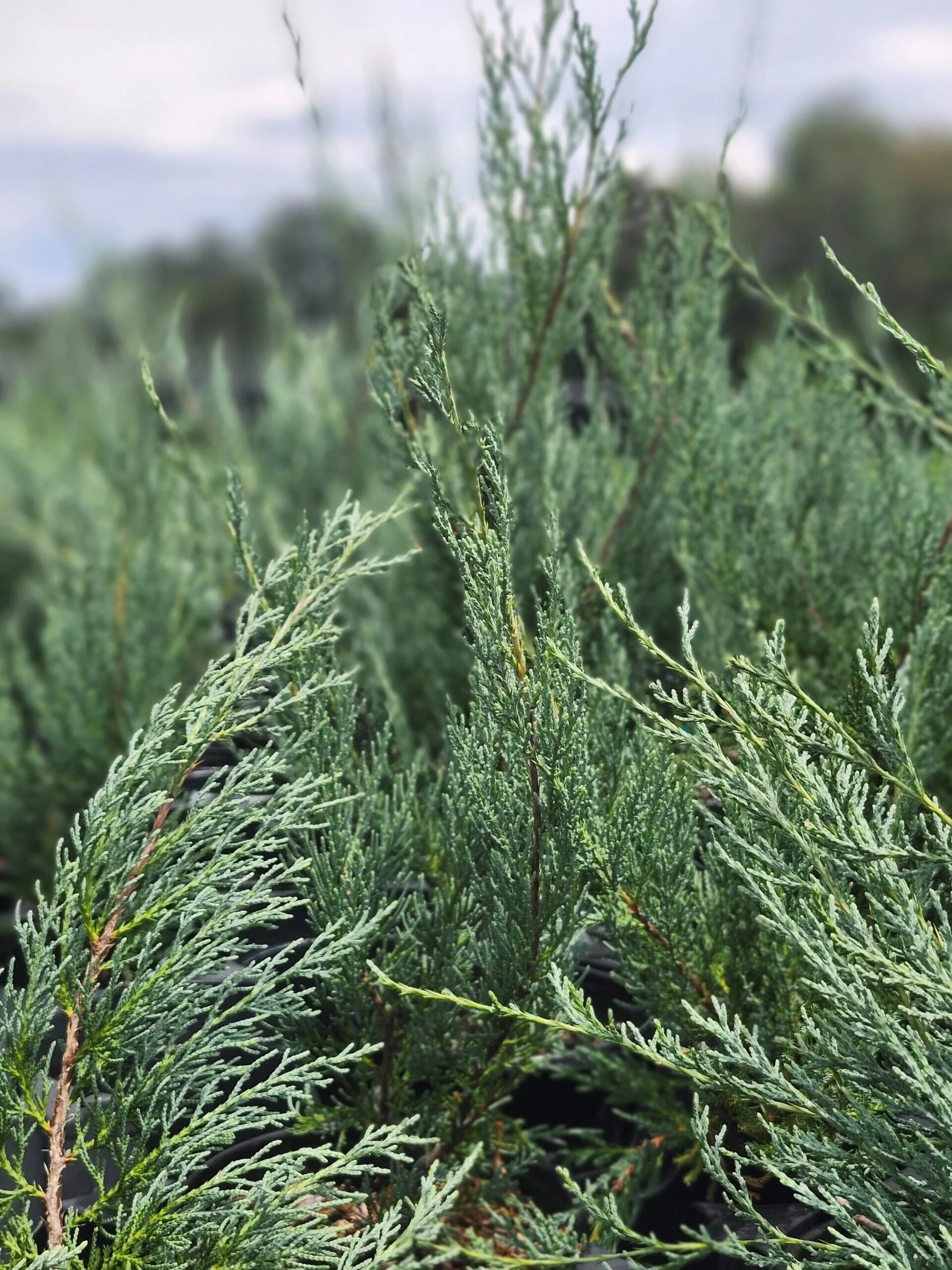 Upright_Juniper_Medoraa-scaled.jpg,