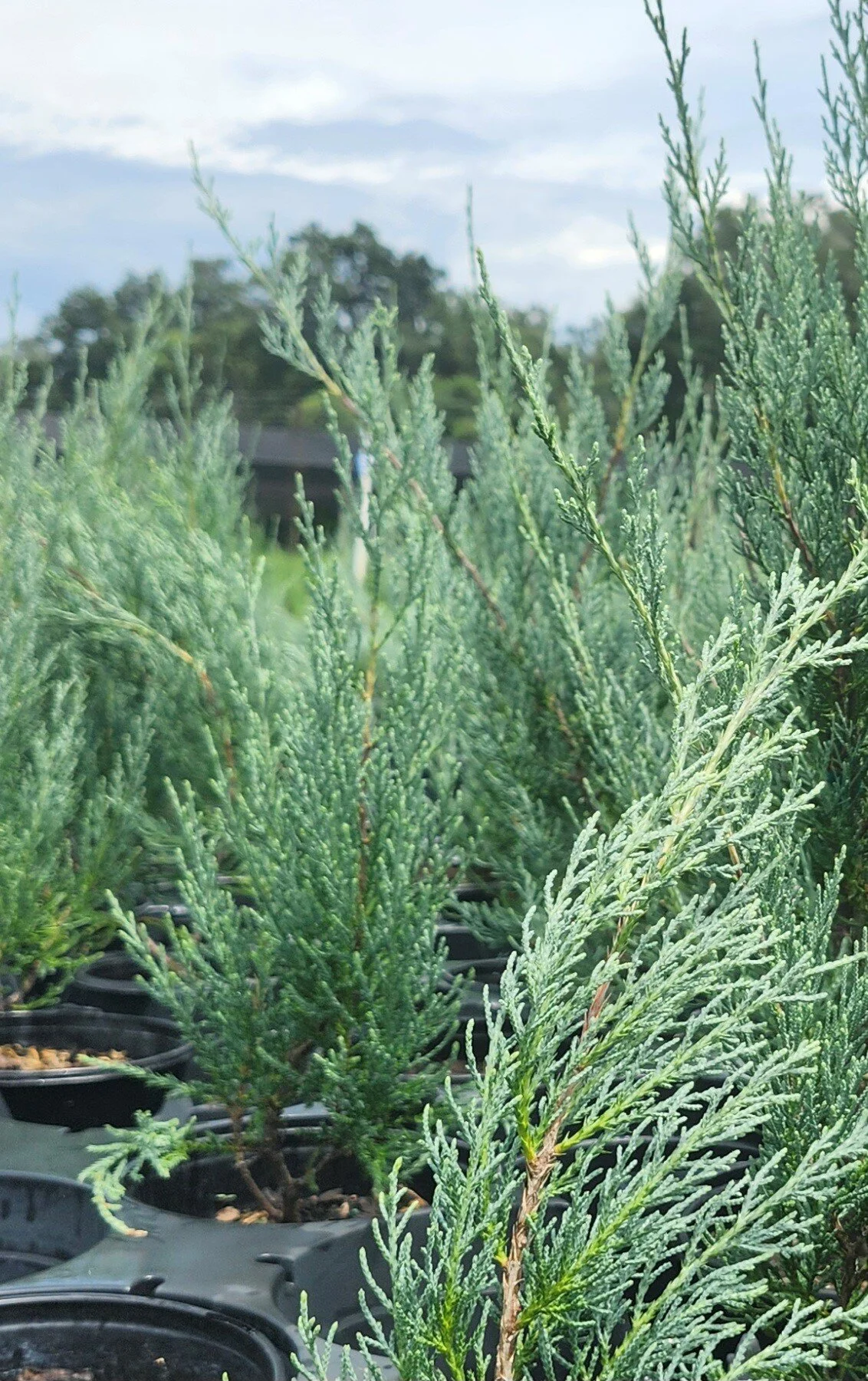 Upright_Juniper_Medoraaaa.jpg,