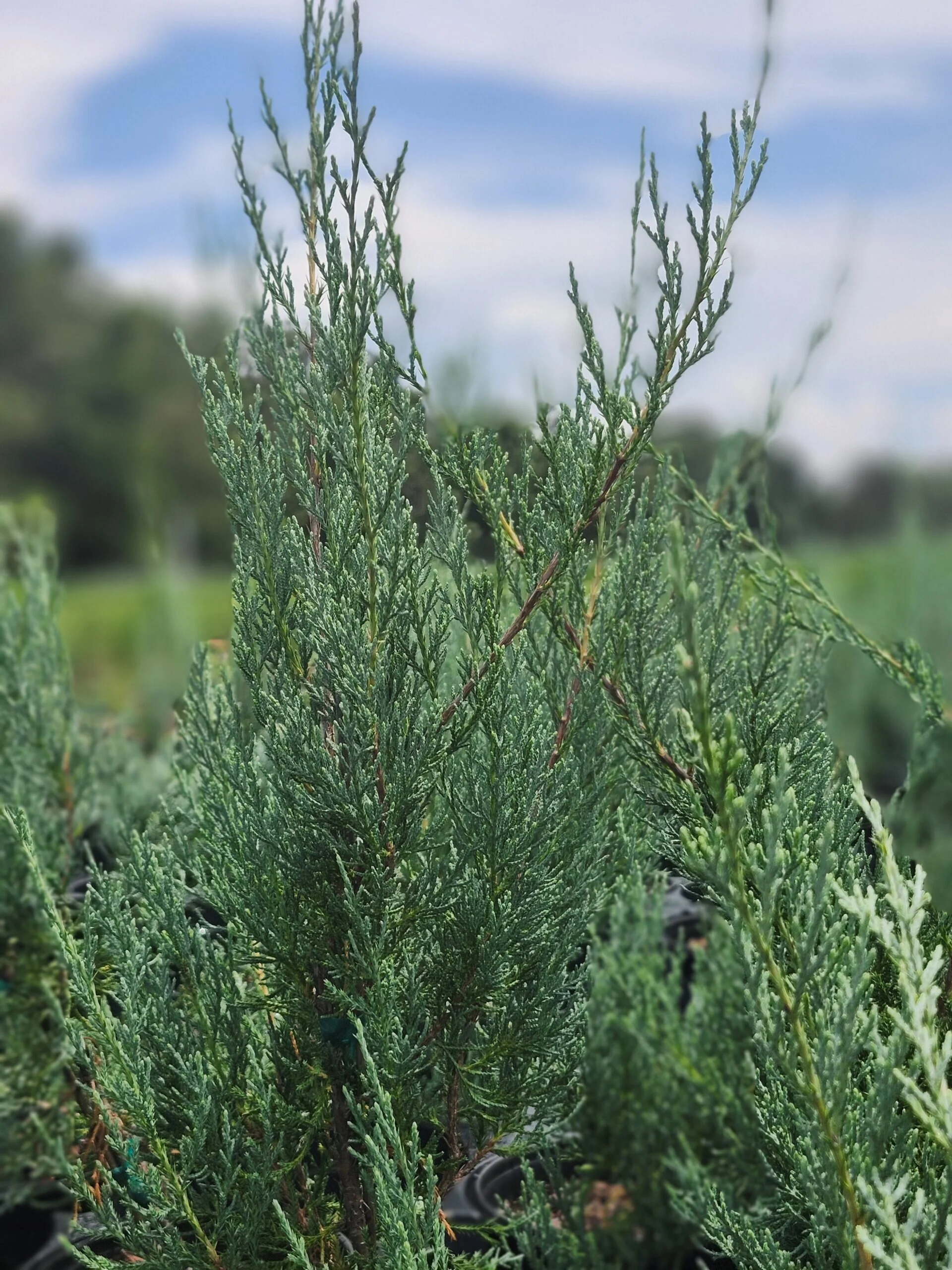 Upright_Juniper_Medora-scaled.jpg,
