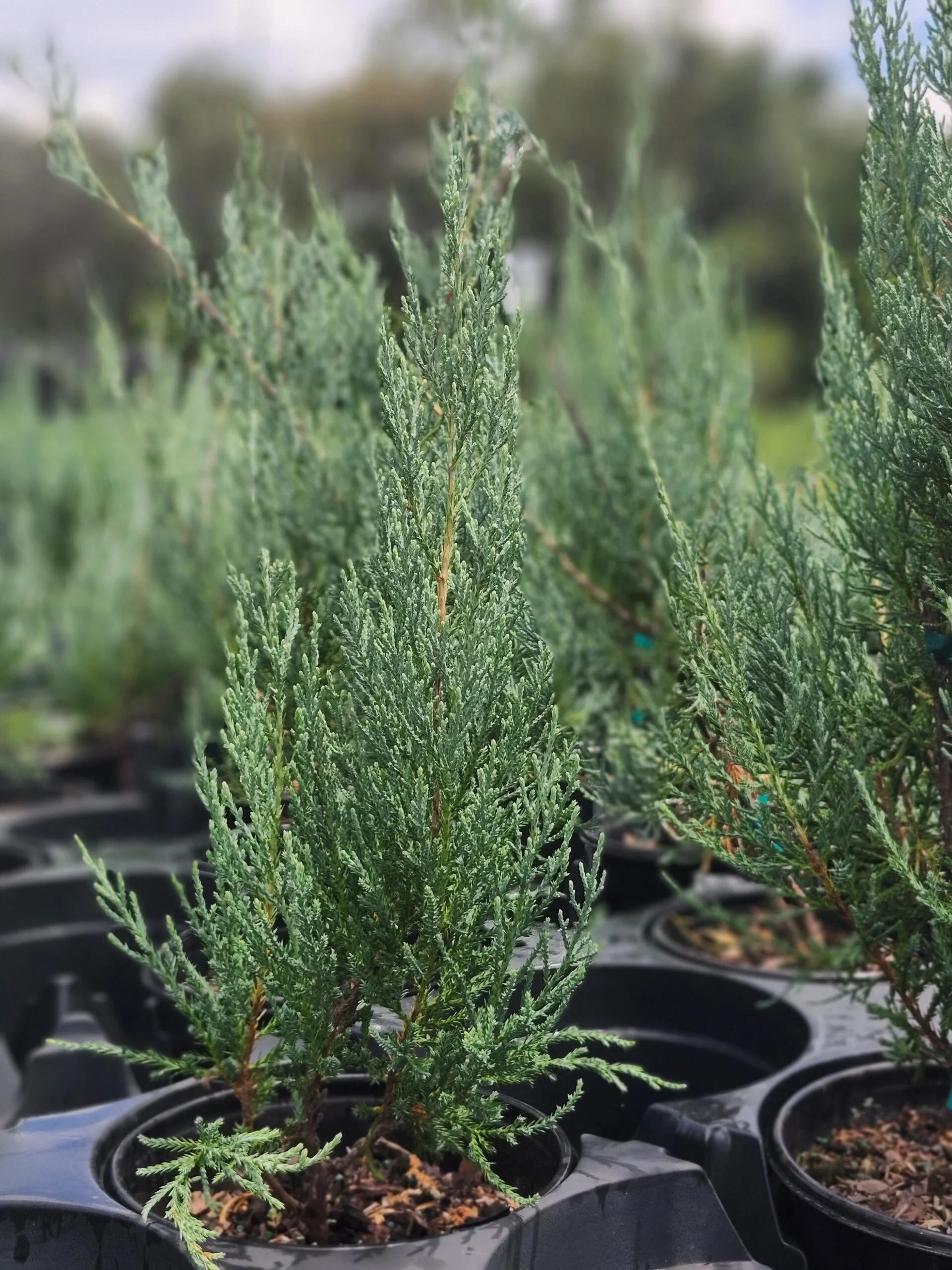 Medora Upright Juniper