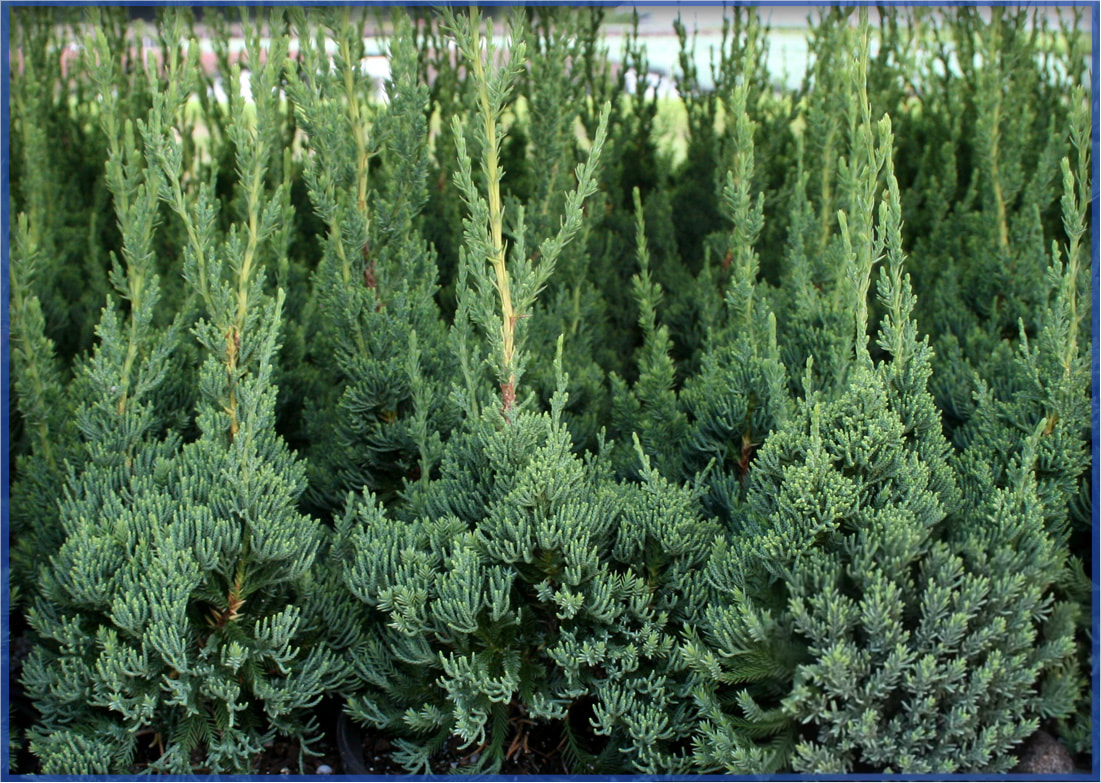 ROBUSTA-GREEN-2.png,
