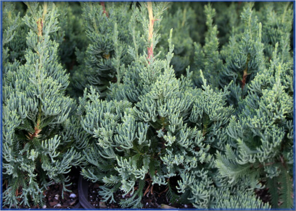 ROBUSTA-GREEN-1.png