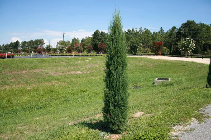 Taylor Upright Juniper