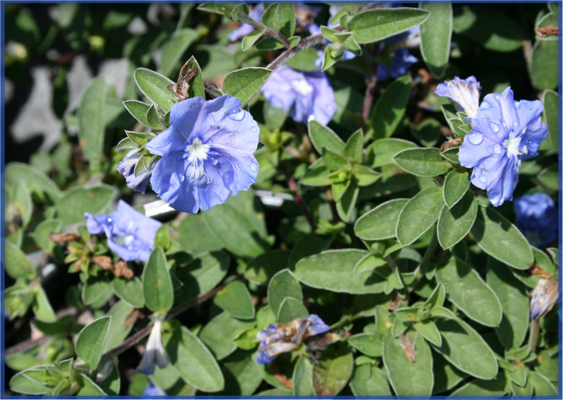 BLUE-DAZE-2.png,