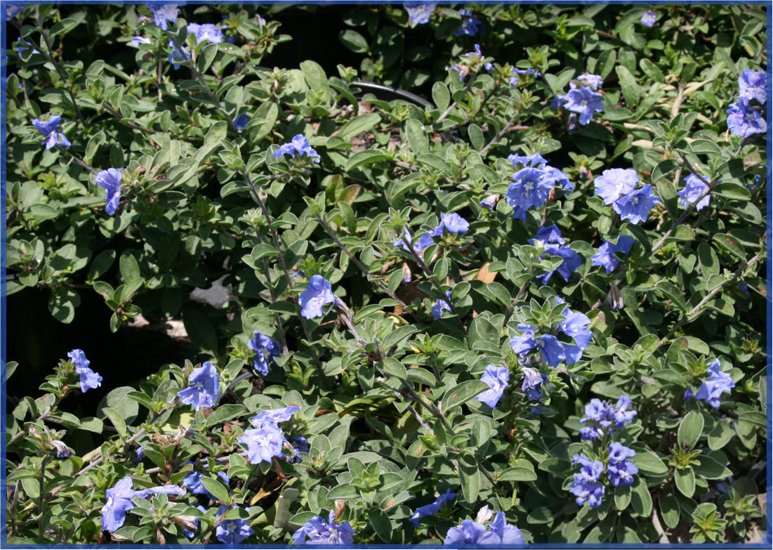 BLUE-DAZE-1.png,