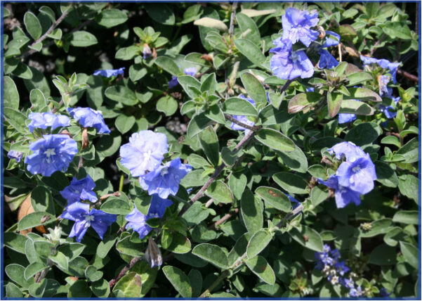 BLUE-DAZE-3.png
