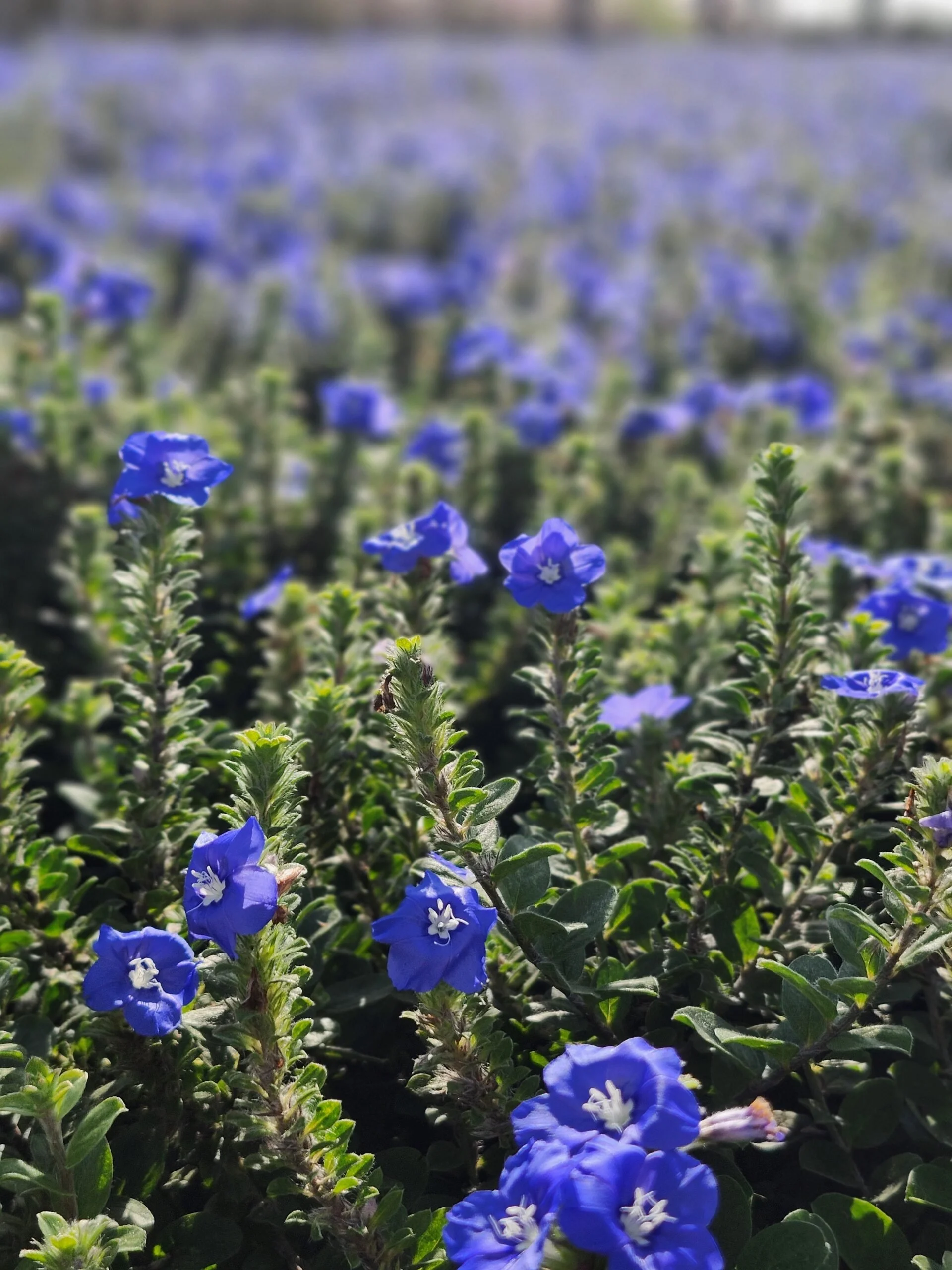 Blue_My_Mind-scaled.jpg
