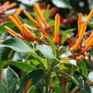 dwarf-firebush-300x300-1.jpg