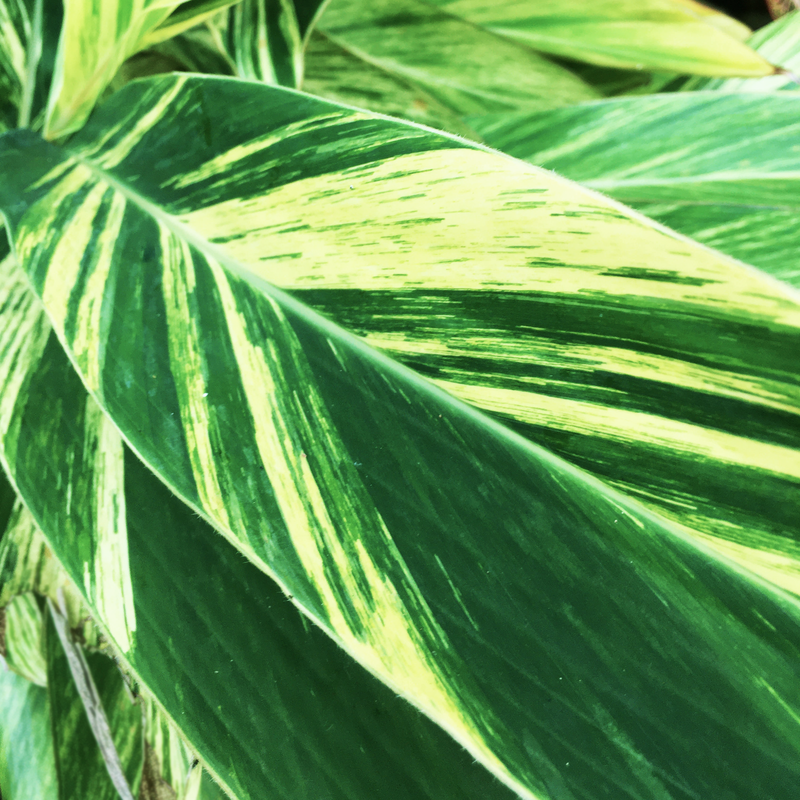 variegated-ginger-1-5_orig-1.png,