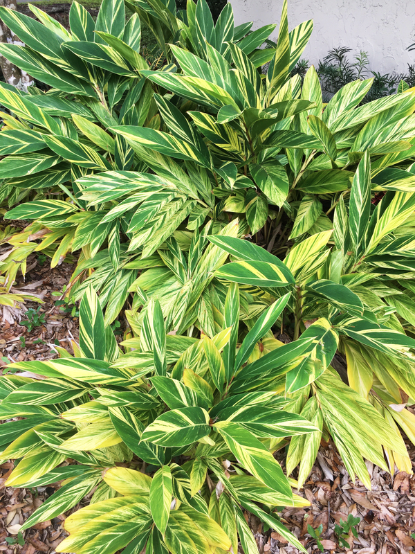 variegated-ginger-2-0.png