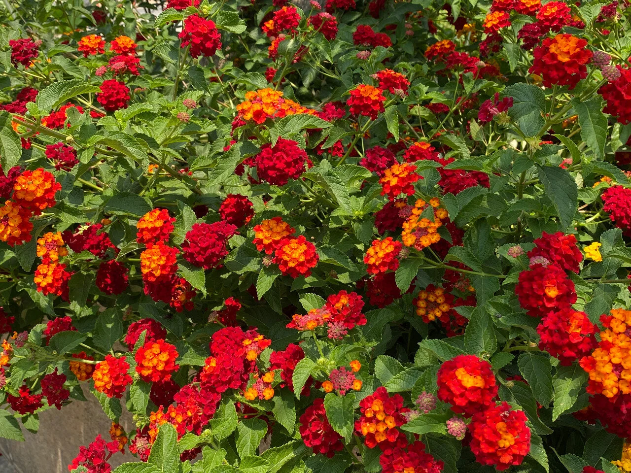 lantana_dallas_red_2__32344.jpg,
