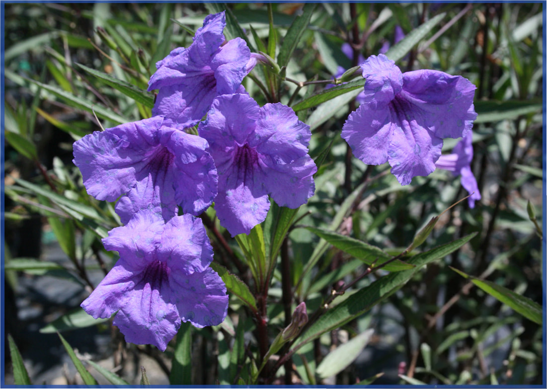 PURPLE-1.png,