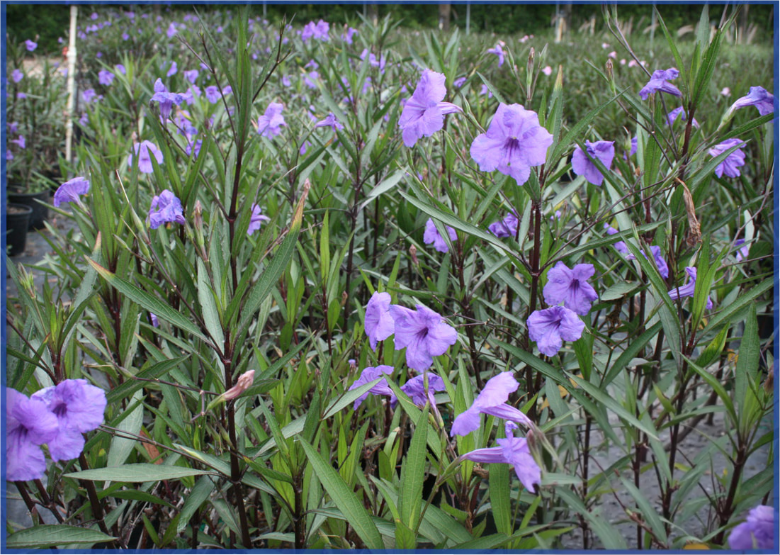 PURPLE-2.png