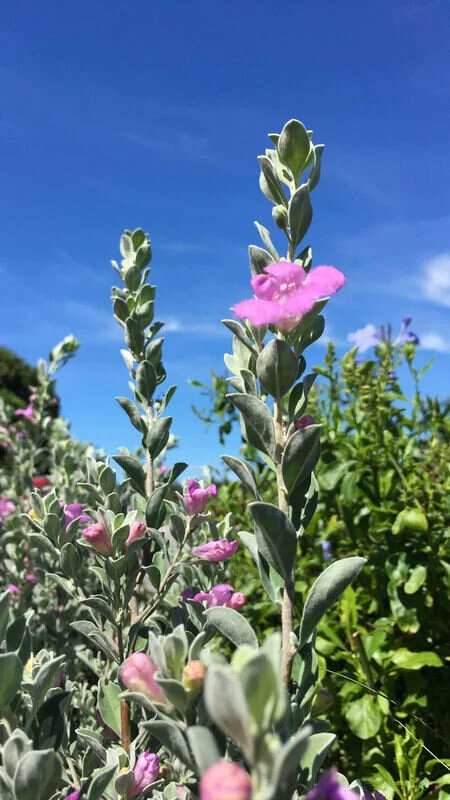 texas-sage-on-iphone-2_orig.jpg,