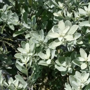 texas-sage-3-300x300-1.jpg