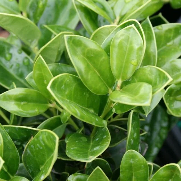 Close-up of green, glossy, oval-shaped leaves with light-colored edges on a bush or plant.