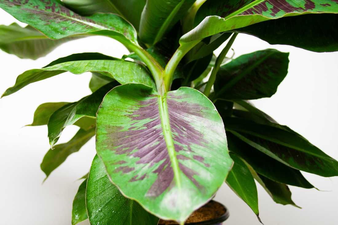 Banana ( ​Musa Dwarf Cavendish​ )