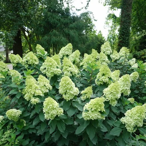 proven winners®- limelight prime hydrangea.jpg