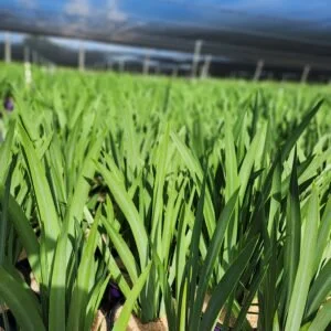 Iris Apostle