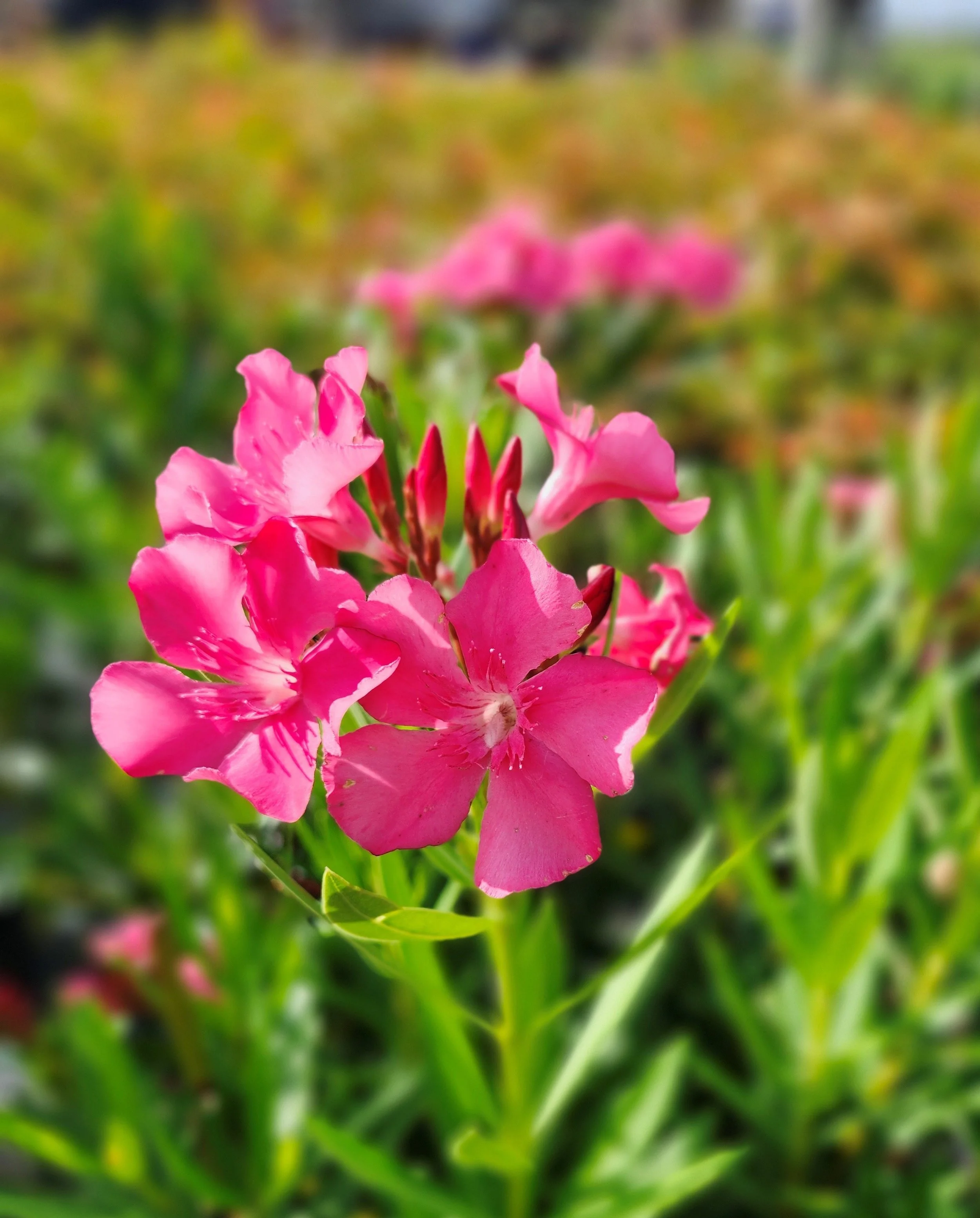 Oleander Calypso