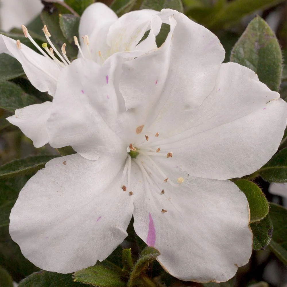 Encore® Azaleas- Autumn Lily.jpg