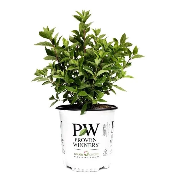 Proven Winners®: Little Lime Punch hydrangea