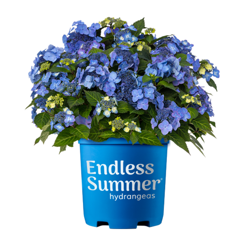 Endless Summer®: Pop Star® Hydrangea