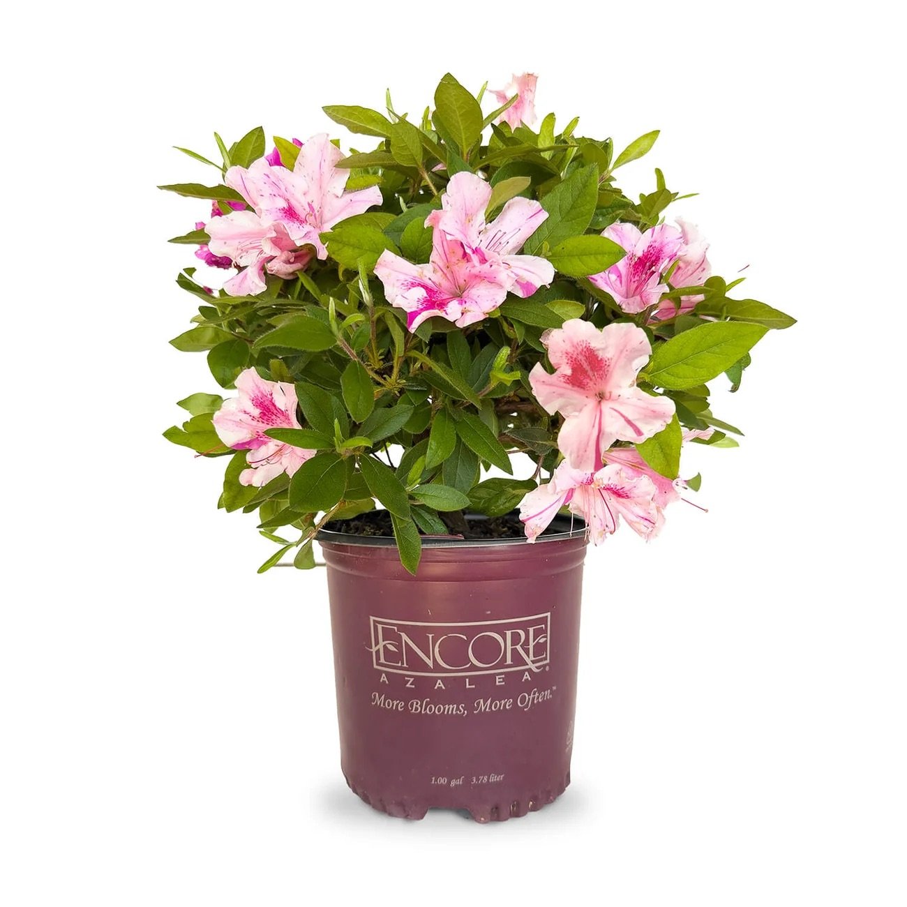 Encore® Azaleas- Autumn Twist_.jpeg