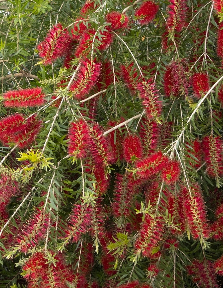 Bottlebrush Slim