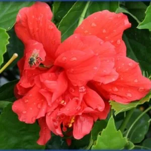 Hibiscus Celia