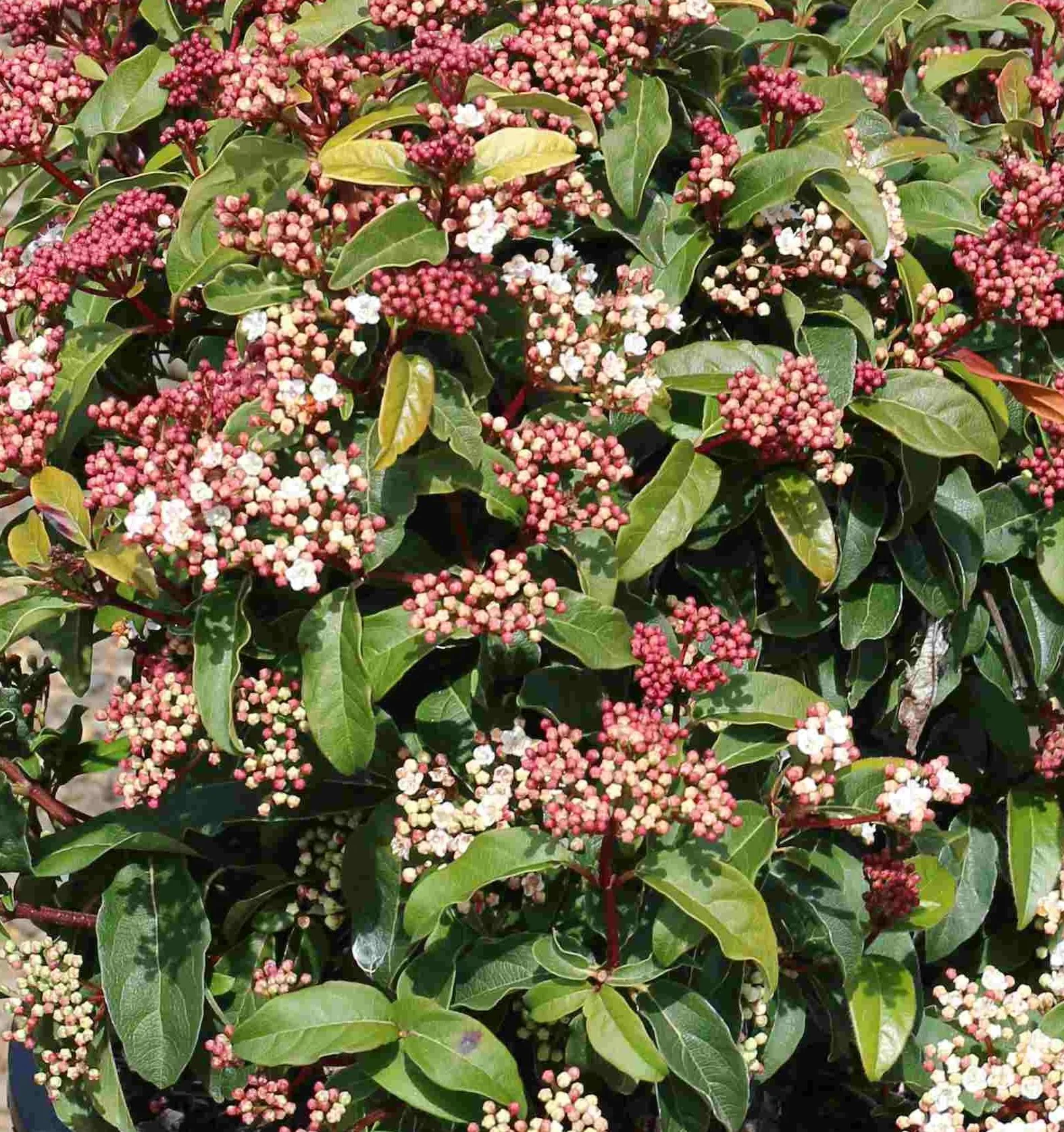 Spring Bouquet Viburnum