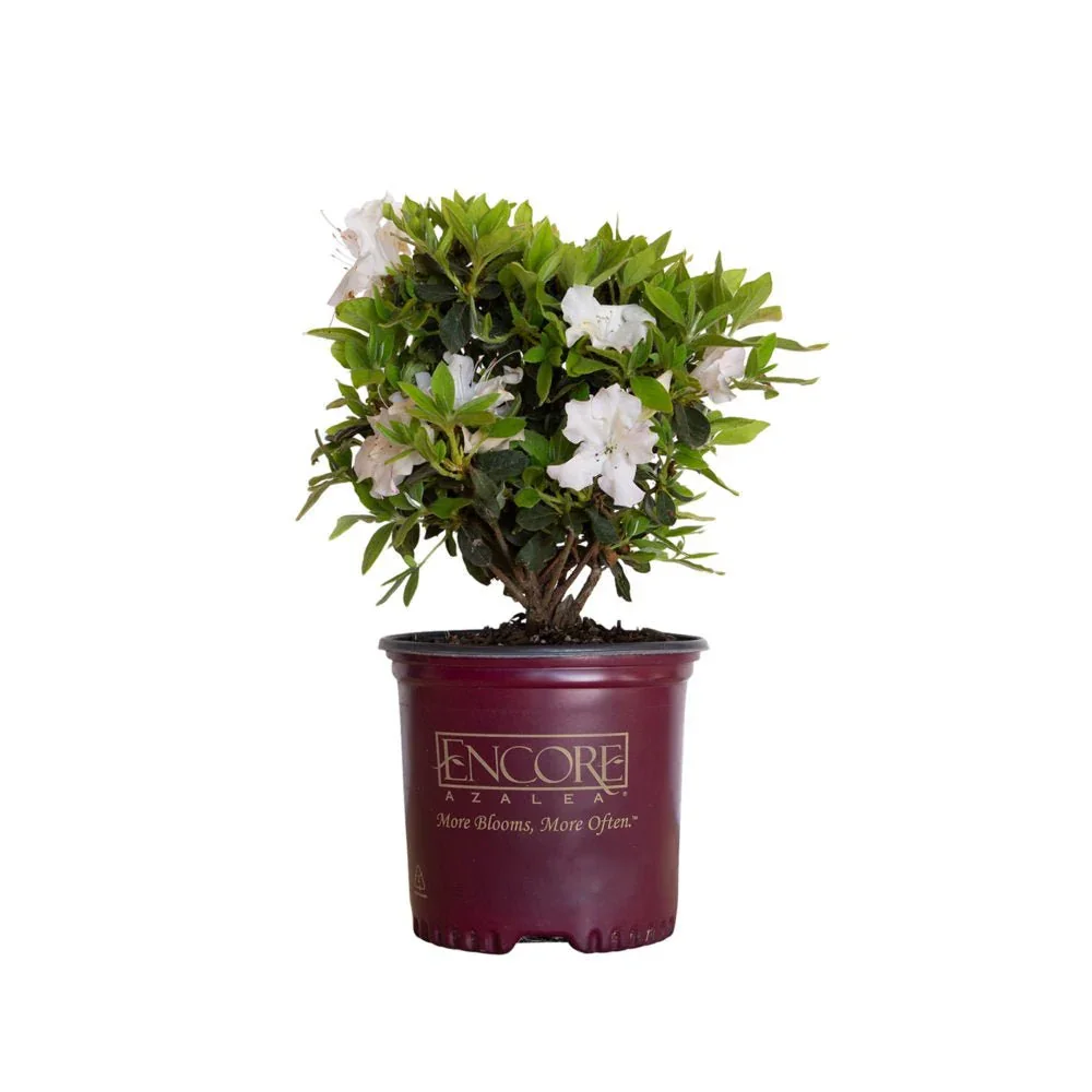 Encore® Azaleas: Autumn Lily