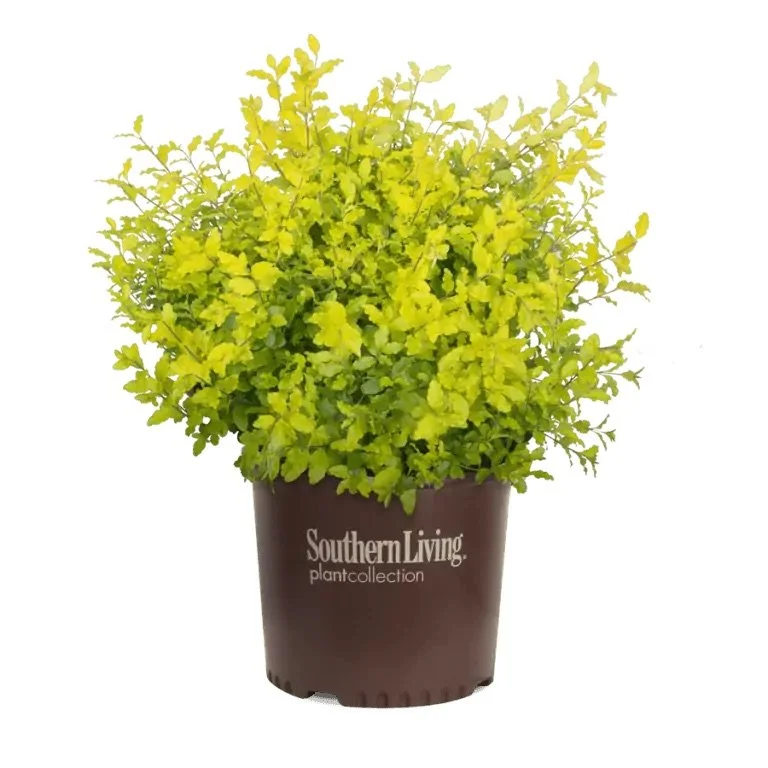 Southern Living®: Sunshine Ligustrum