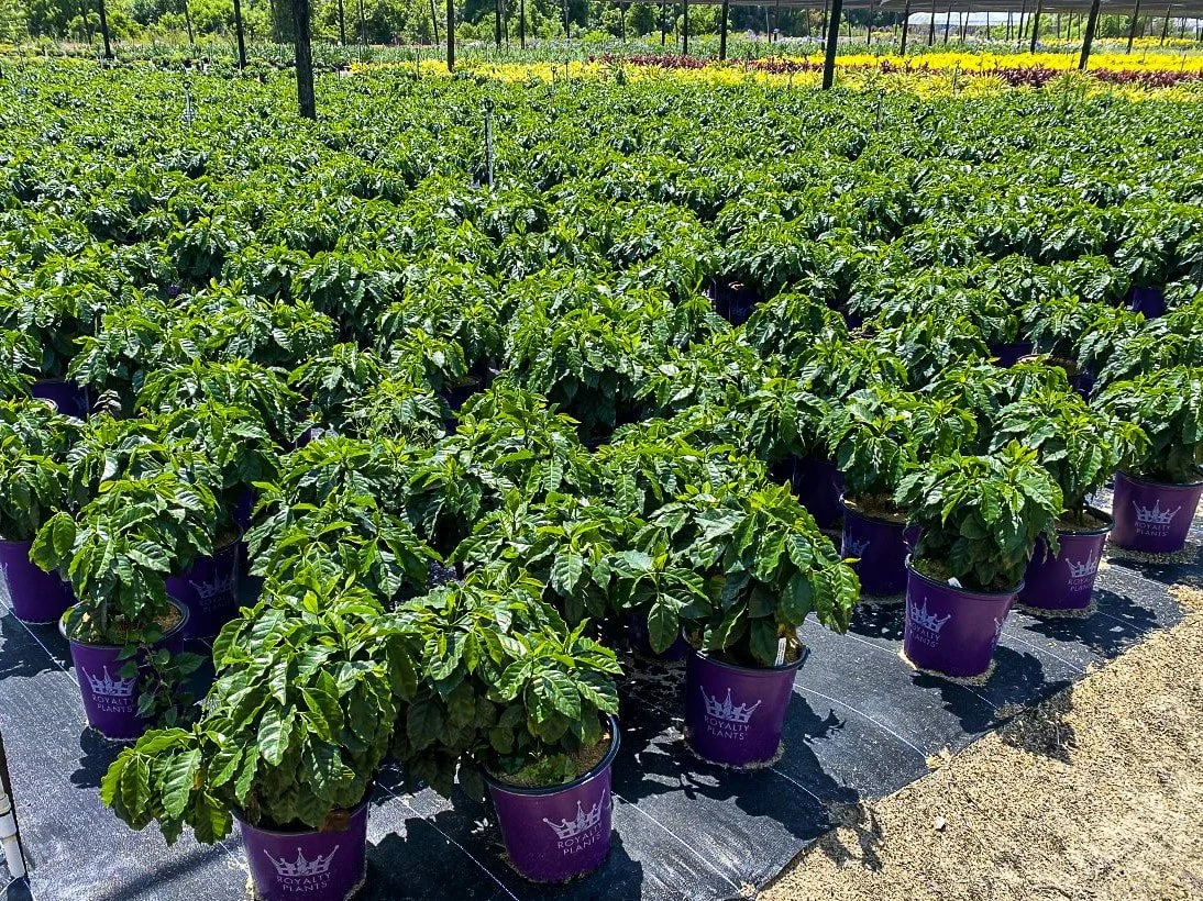 Rows of green coffee plants in purple pots in a greenhouse.