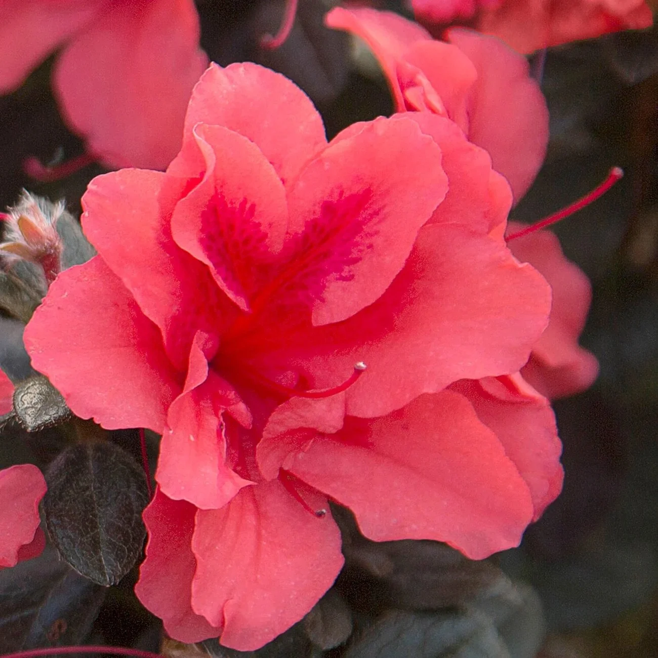 Encore® Azaleas- Autumn Princess​.jpeg