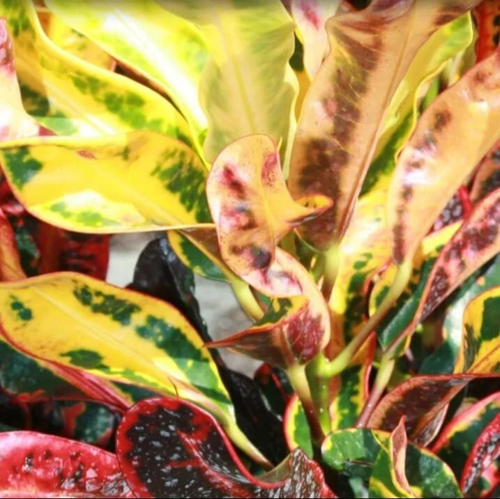 Close-up of colorful variegated plant leaves with yellow, green, red, and pink hues.