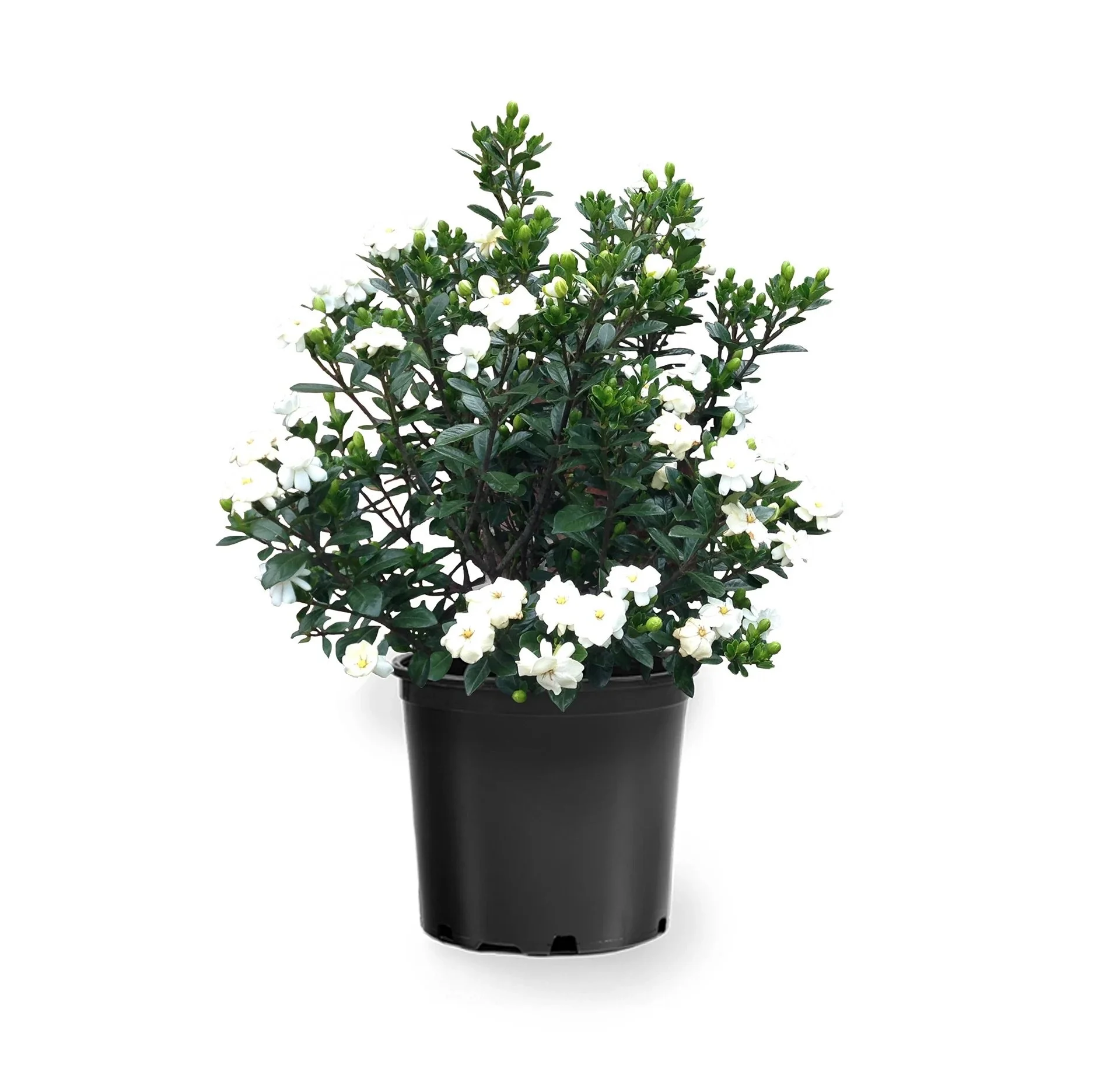 STAR PLANTS: GARDENIA BUTTONS