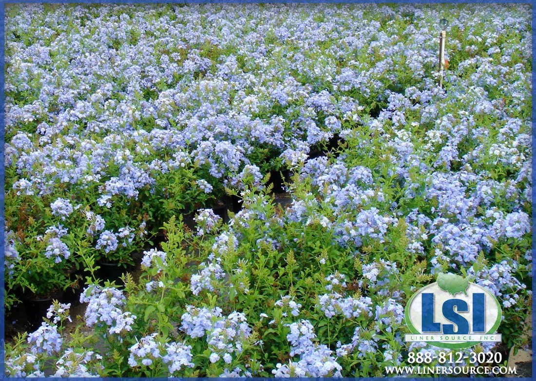 plumbago-3_orig.jpg