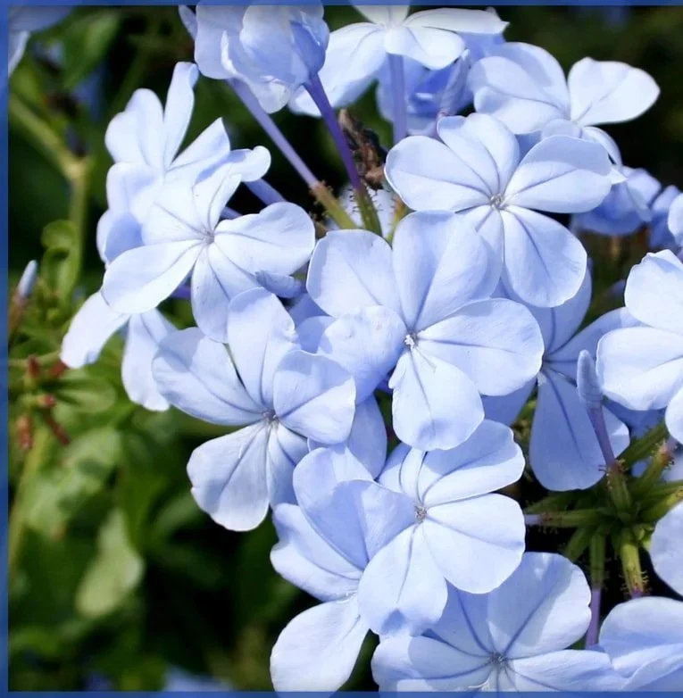 Plumbago Imperial Blue